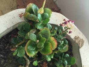 室內(nèi)養(yǎng)花葉子生蟲子怎么治