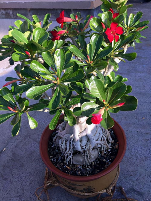 北方養(yǎng)花堿性水怎么辦