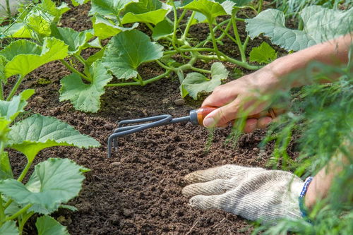如果自制養(yǎng)花肥料