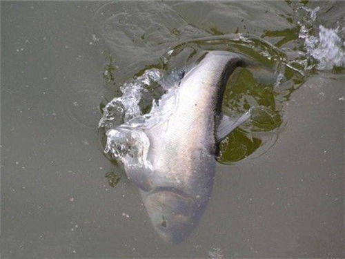 養(yǎng)花鰱有什么要求