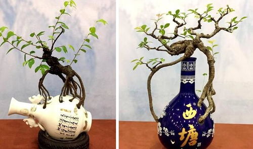 轉(zhuǎn)頭可以養(yǎng)花嗎