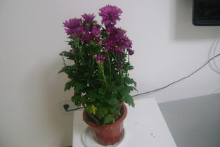 日記養(yǎng)花趣事200字