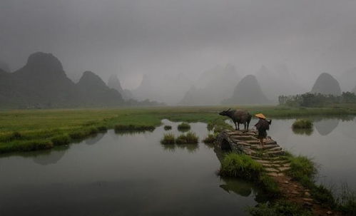 基本農(nóng)田能不能養(yǎng)花