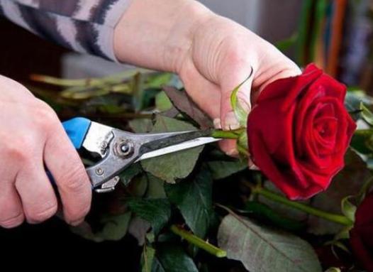 花瓶里養(yǎng)花放多少水合適