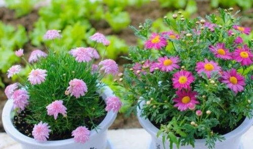 稻谷殼怎么養(yǎng)花