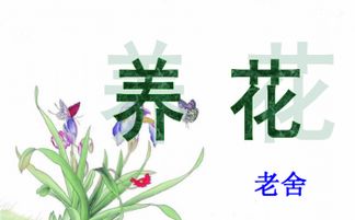 老舍《養(yǎng)花》優(yōu)質(zhì)課