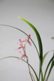 俄國人養(yǎng)花風(fēng)情