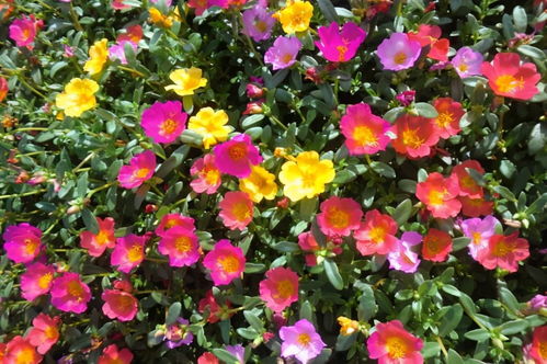 養(yǎng)花中學(xué)會(huì)了哪些養(yǎng)花方法