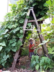中藥養(yǎng)花種菜