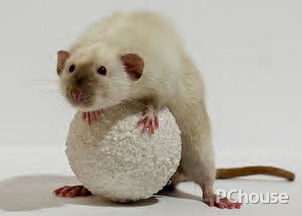 新手養(yǎng)花枝鼠