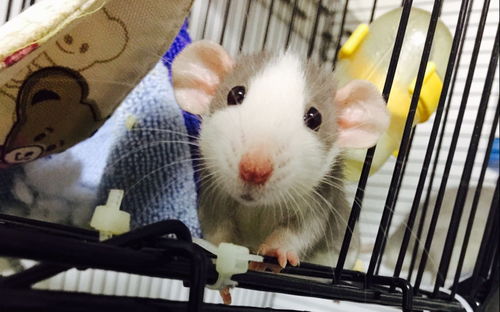 宿舍養(yǎng)花枝鼠藏在哪