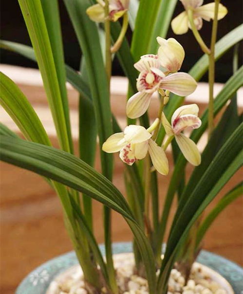 茶葉殘渣能否養(yǎng)花