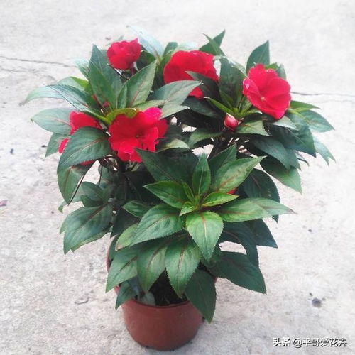 怎么長久養(yǎng)花