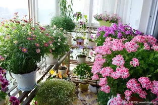 陽(yáng)臺(tái)養(yǎng)花墻壁的要求