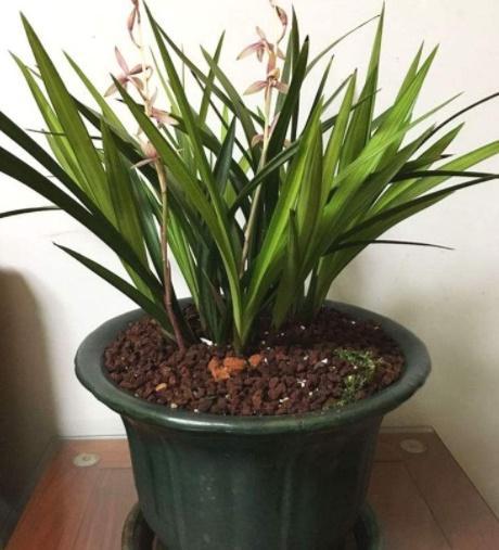 如何養(yǎng)花的根系