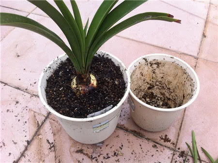 壞面梨放在土里養(yǎng)花行嗎