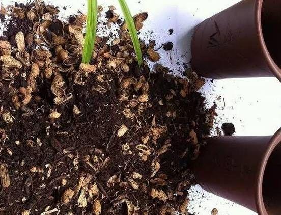 什么種子殼能養(yǎng)花