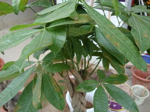 養(yǎng)花知識養(yǎng)殖方法