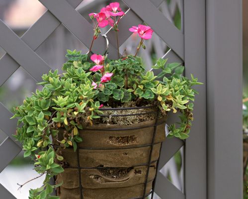 用心養(yǎng)花用心教育