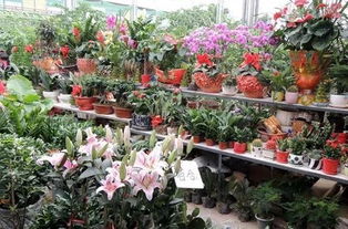 家養(yǎng)花耐寒的是什么花