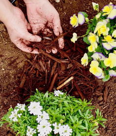 松針養(yǎng)花有營(yíng)養(yǎng)嗎