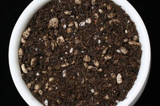 用火山石養(yǎng)花