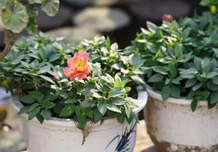 用營養(yǎng)土養(yǎng)花好不好