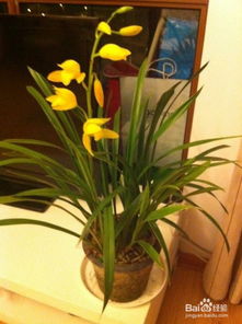 小神童蘭花養(yǎng)花經(jīng)驗(yàn)