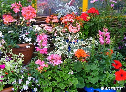 機(jī)制炭和木炭哪個(gè)能養(yǎng)花