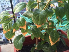 新房子養(yǎng)花葉子發(fā)黃怎么回事