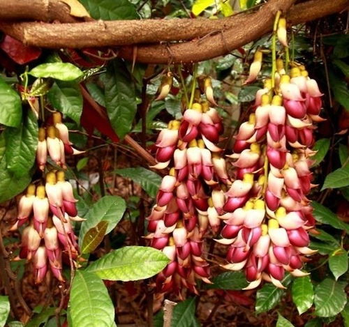 家里養(yǎng)花為什么不長(zhǎng)