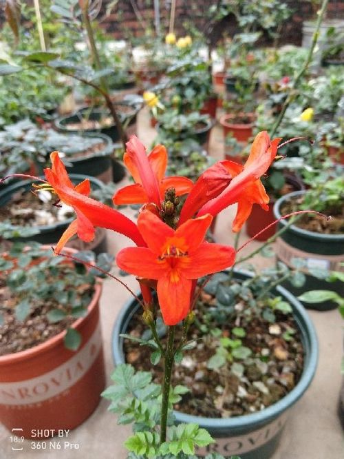 養(yǎng)花朋友關(guān)系