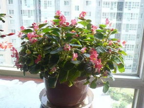 養(yǎng)花怎么按照比例施肥