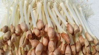 家里養(yǎng)花生膩蟲怎么辦6