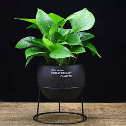 室內養(yǎng)花澆水技巧金錢花