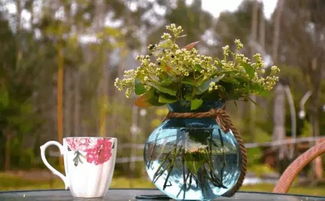 愛養(yǎng)花的姥爺