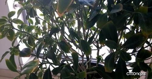 養(yǎng)花片段答案