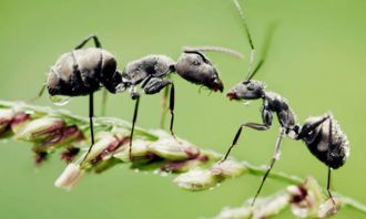 陽(yáng)臺(tái)養(yǎng)花都是螞蟻