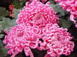 北師版小學(xué)語文六級養(yǎng)花教案設(shè)計