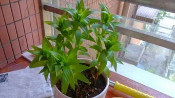 室內養(yǎng)花能用白熾燈代替陽光嗎