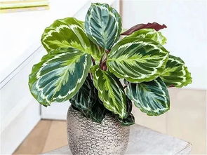 冬季冬陽(yáng)臺(tái)如何養(yǎng)花