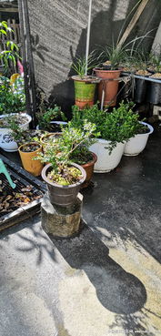 養(yǎng)花喝茶曬太陽