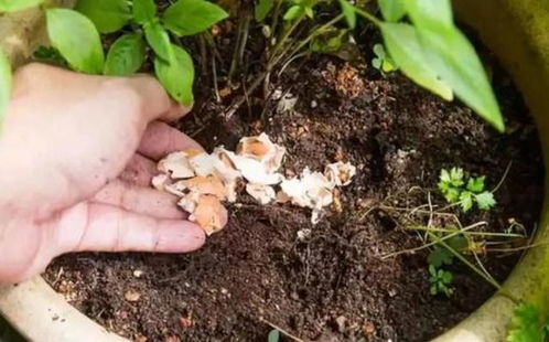 雞蛋殼養(yǎng)花會(huì)不生小蟲