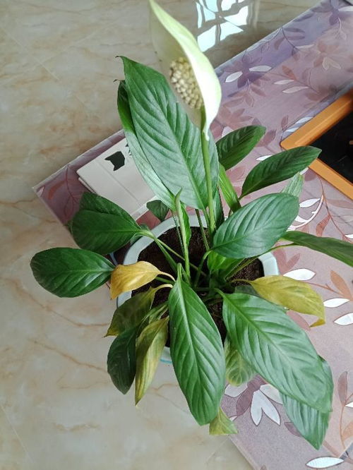 怎么樣養(yǎng)花花才不會(huì)枯萎