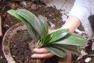 種木耳的土能養(yǎng)花嗎