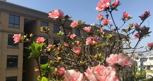 養(yǎng)花透水作用的是什么材料