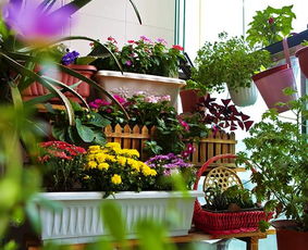 陽臺很小如何養(yǎng)花