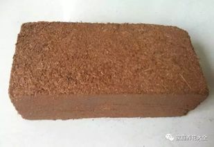 寫一篇關(guān)于養(yǎng)花的作文