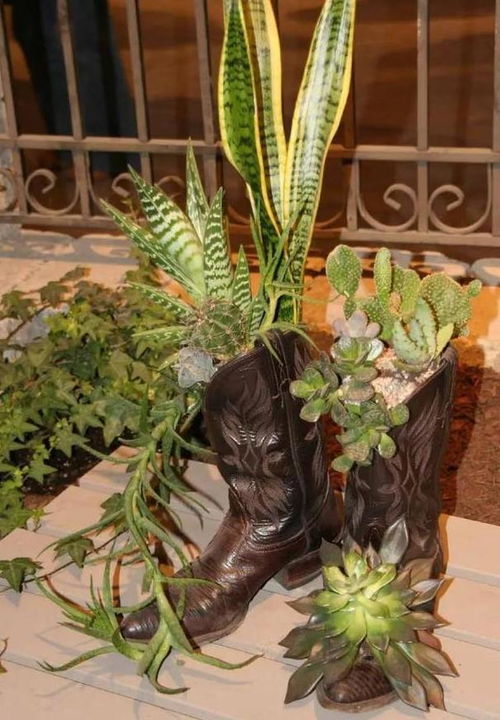 如何在貝殼上養(yǎng)花