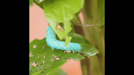 可以養(yǎng)花的垃圾